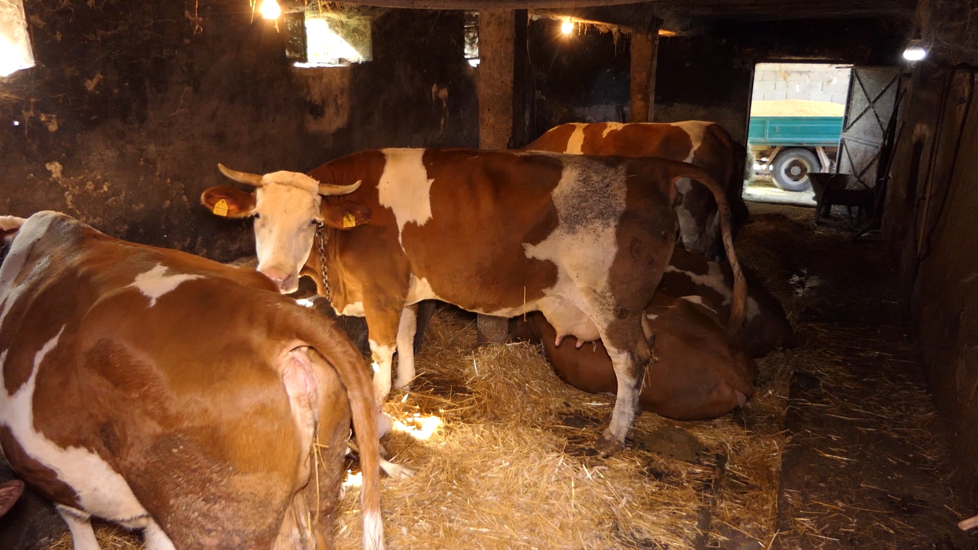 Nacionalna asocijacija odgajivača goveda priželjkuje drugačiji sistem subvencija