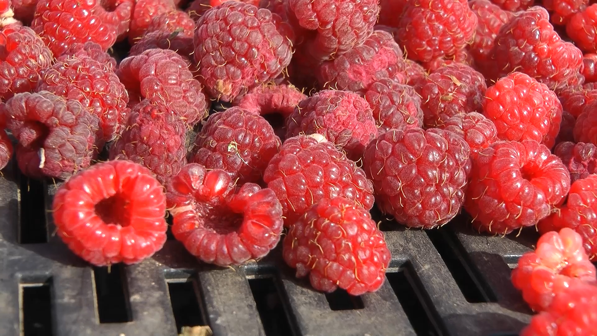 Bez odgovora hladnjačara o otkupnoj ceni maline