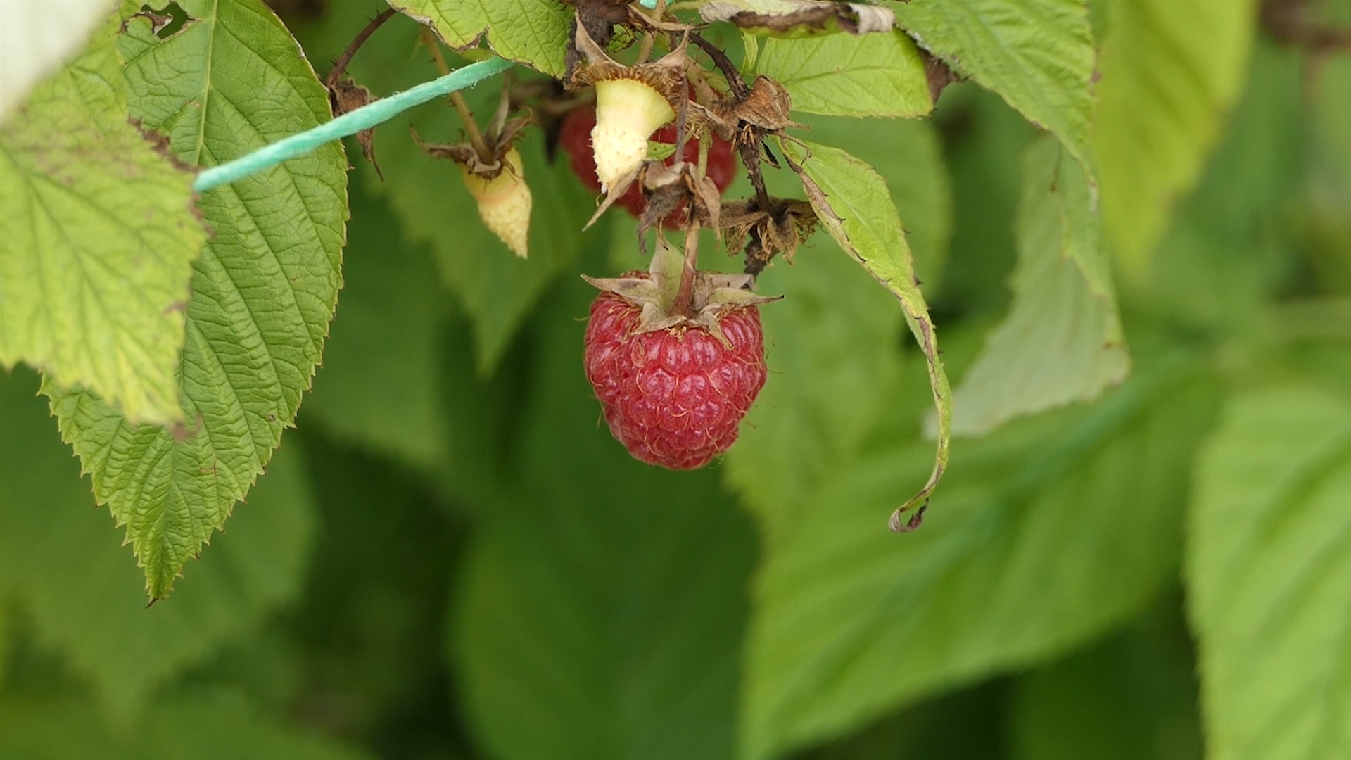 Malinari traže od hladnjačara izjašnjenje o otkupnoj ceni maline