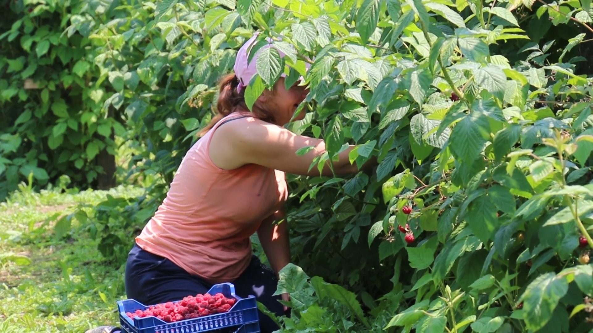 Koliko će koštati maline ove godine?