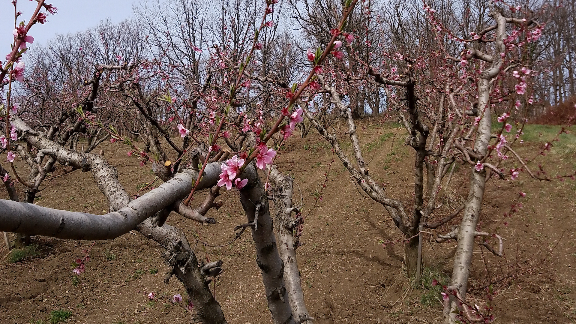 U ranim breskvama i naktarinama evidentirana pojava tripsa