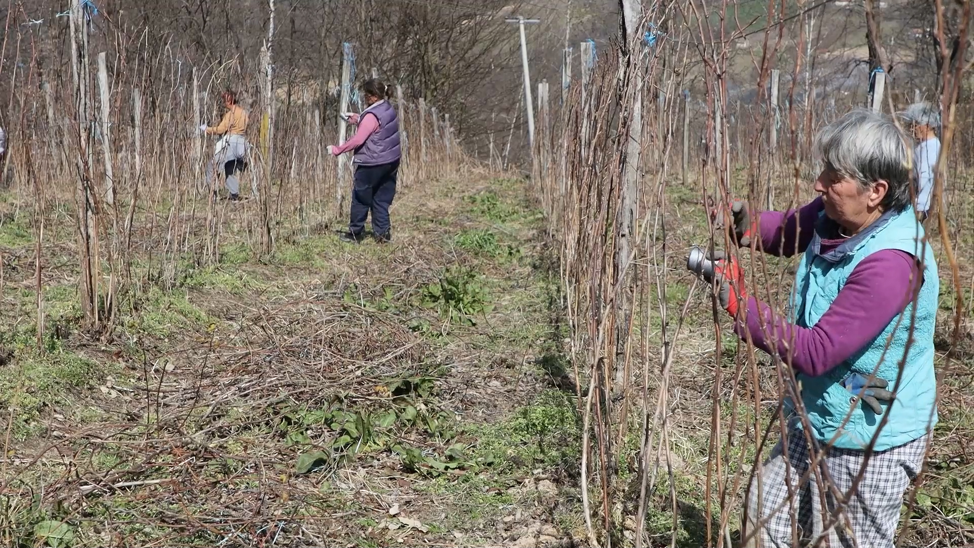 U malinjacima aktuelni rezidba, vezivanje izdanaka i zaštita