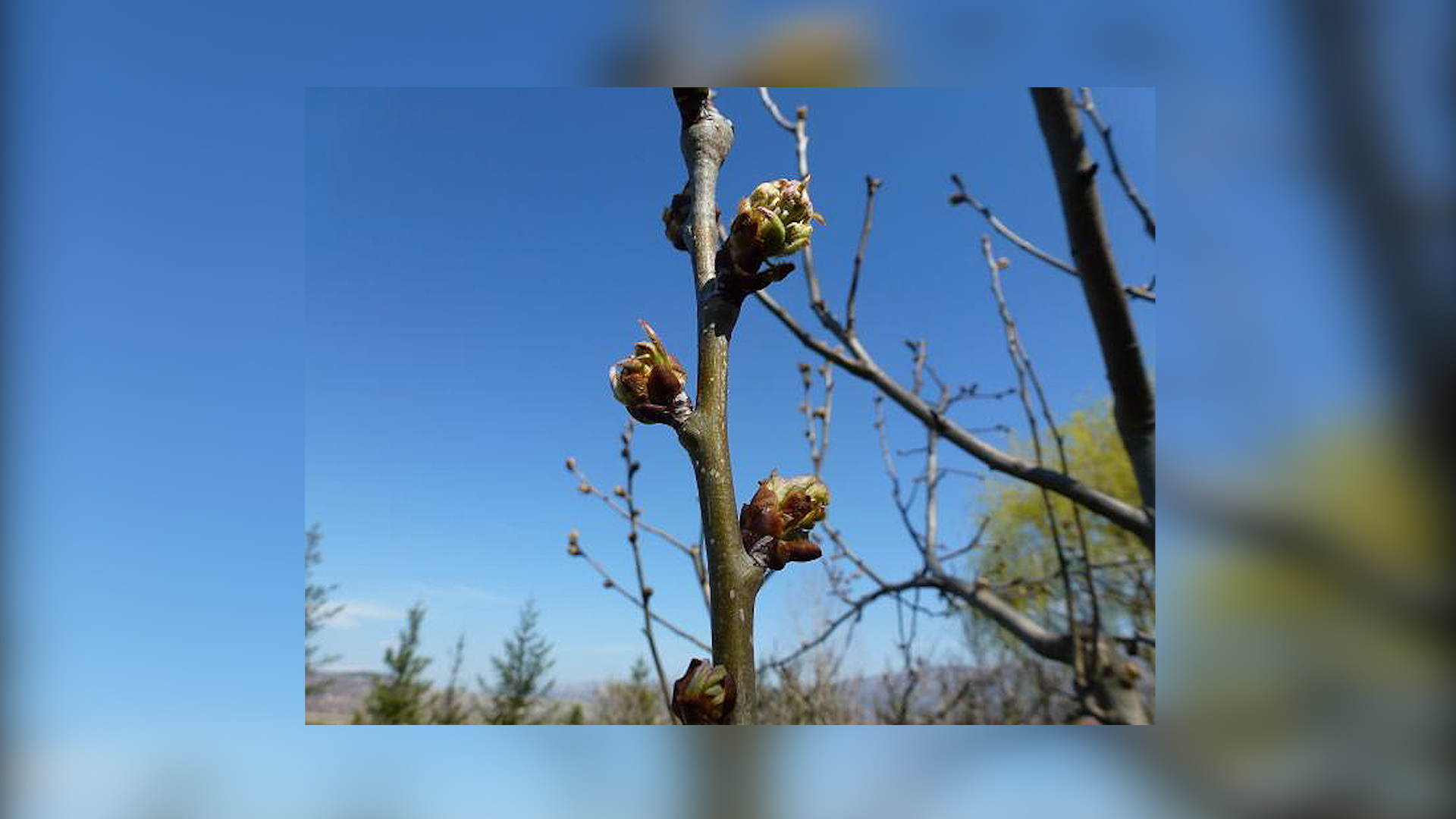 Vreme je za primenu bakarnih preparata u zasadima jabuka i krušaka