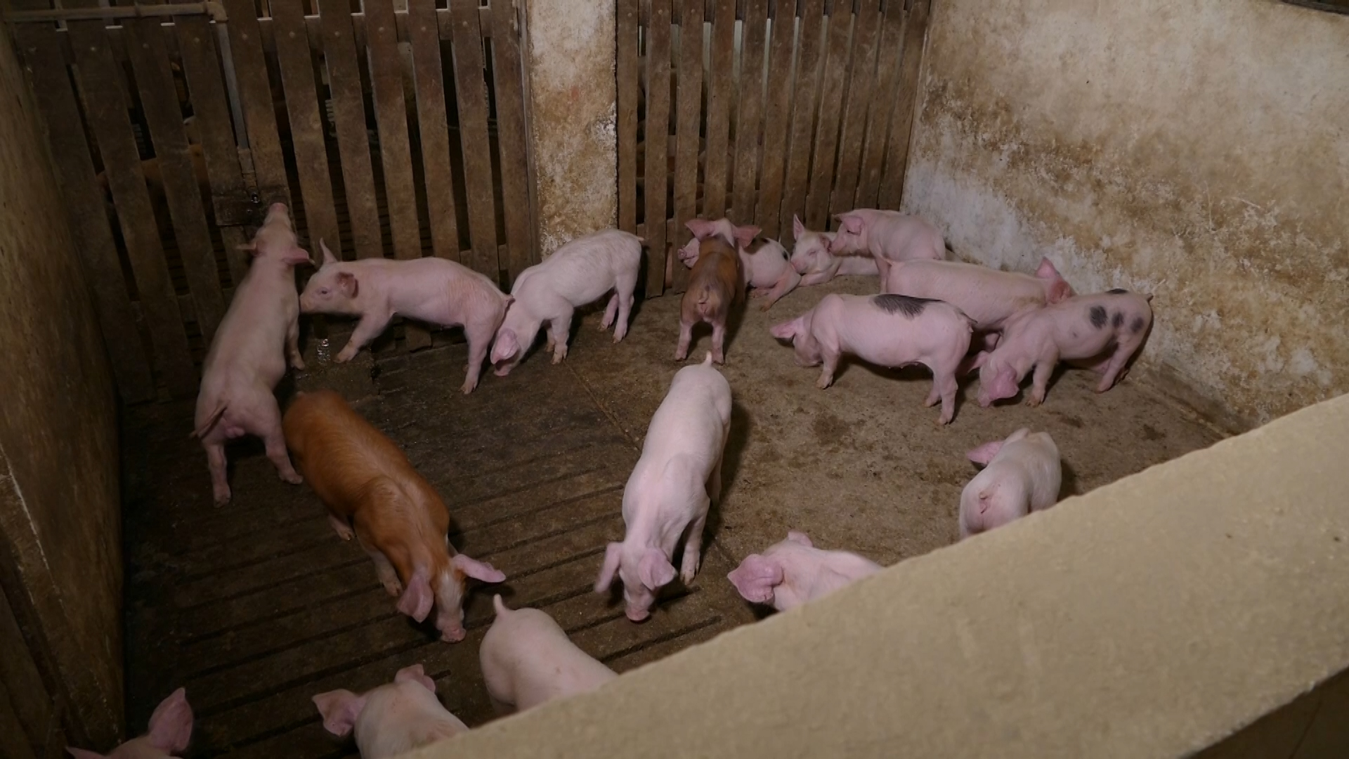Zbog afričke kuge svinja u 2023. eutanazirano više od 78.000 svinja