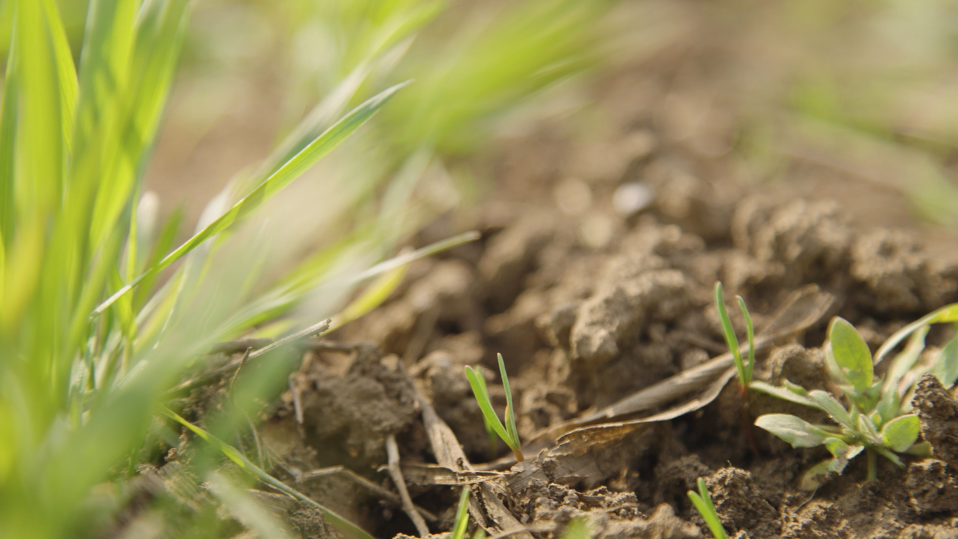 Kako obezbediti zdrav rod pšenice i dobar rod strnih žita?