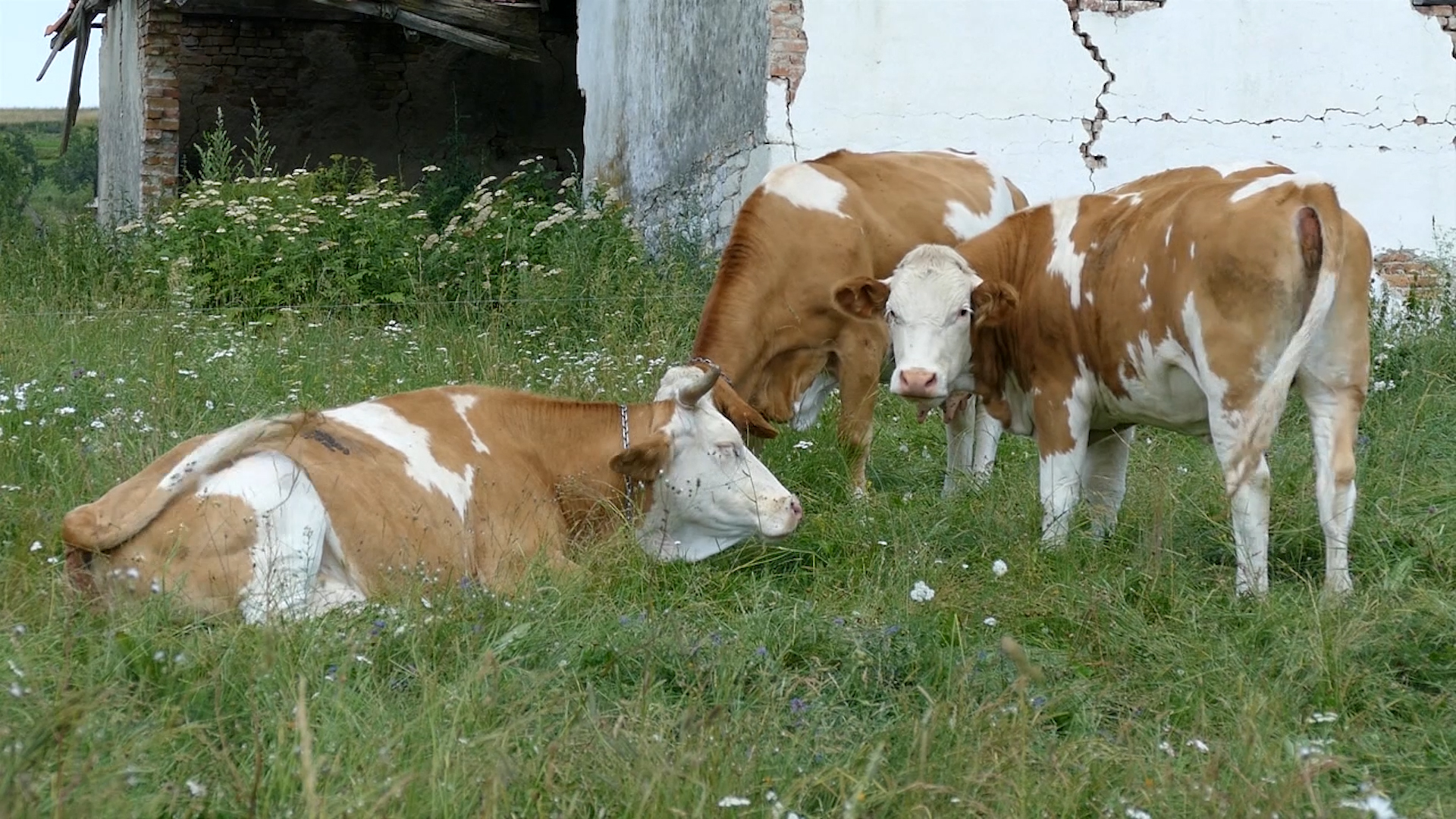 Izvođenje na ispašu zahteva odgovorno i stručno reagovanje