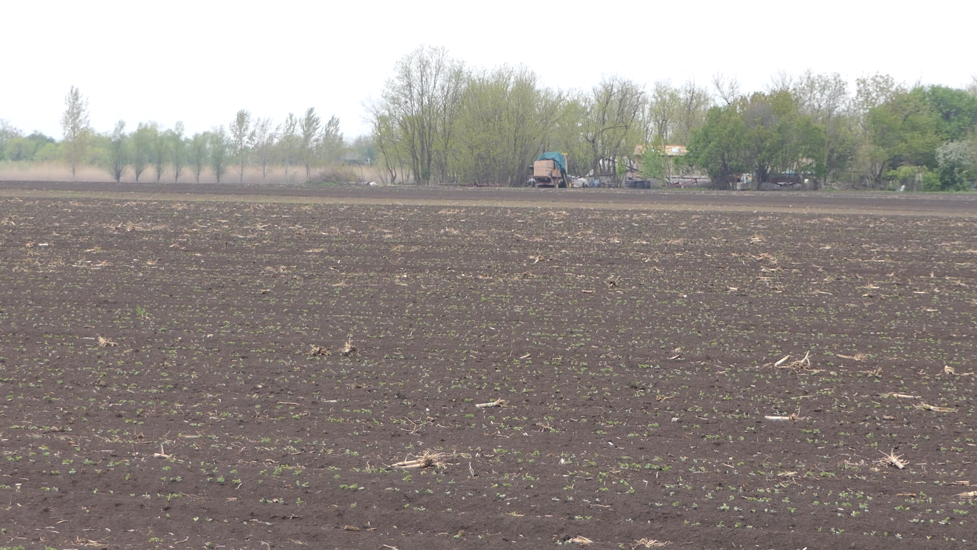 U vranjskom kraju dominira kukuruz, soja tek na pojedinim parcelama
