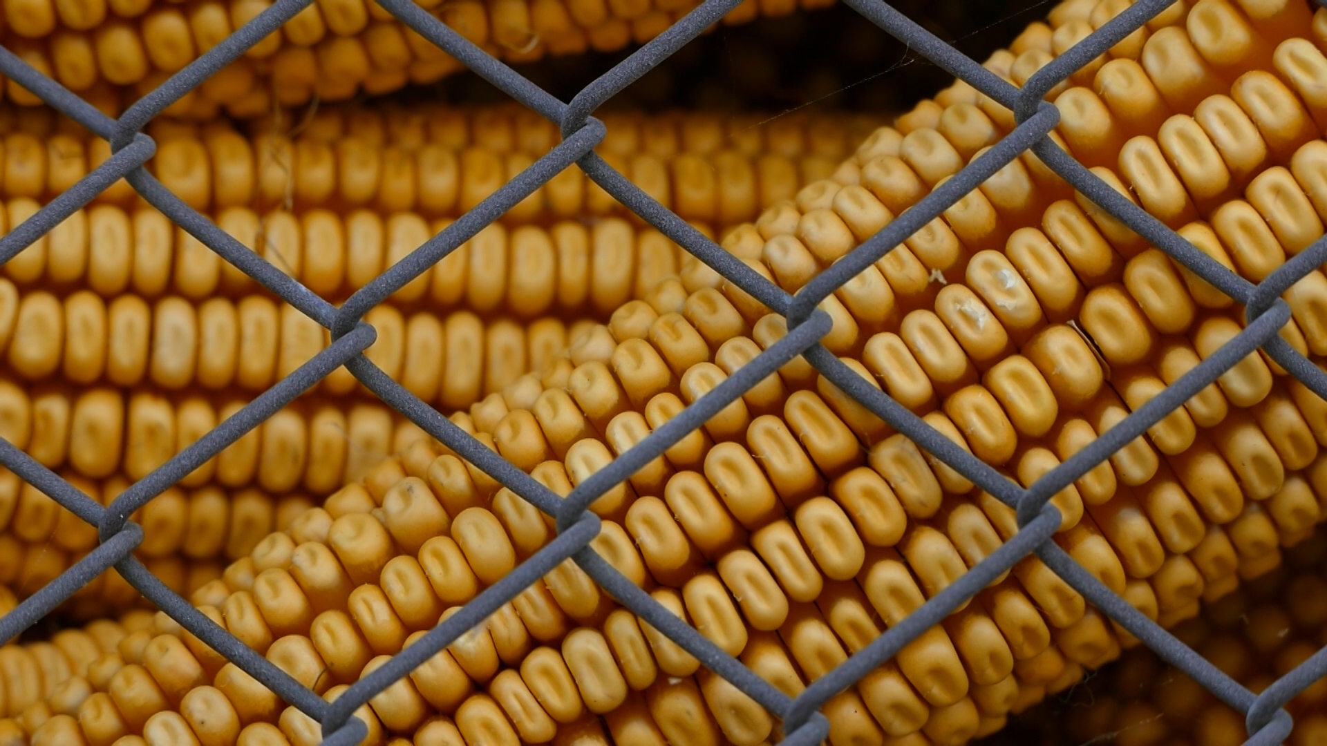 Cene kukuruza i pšenice u usponu, soje u padu