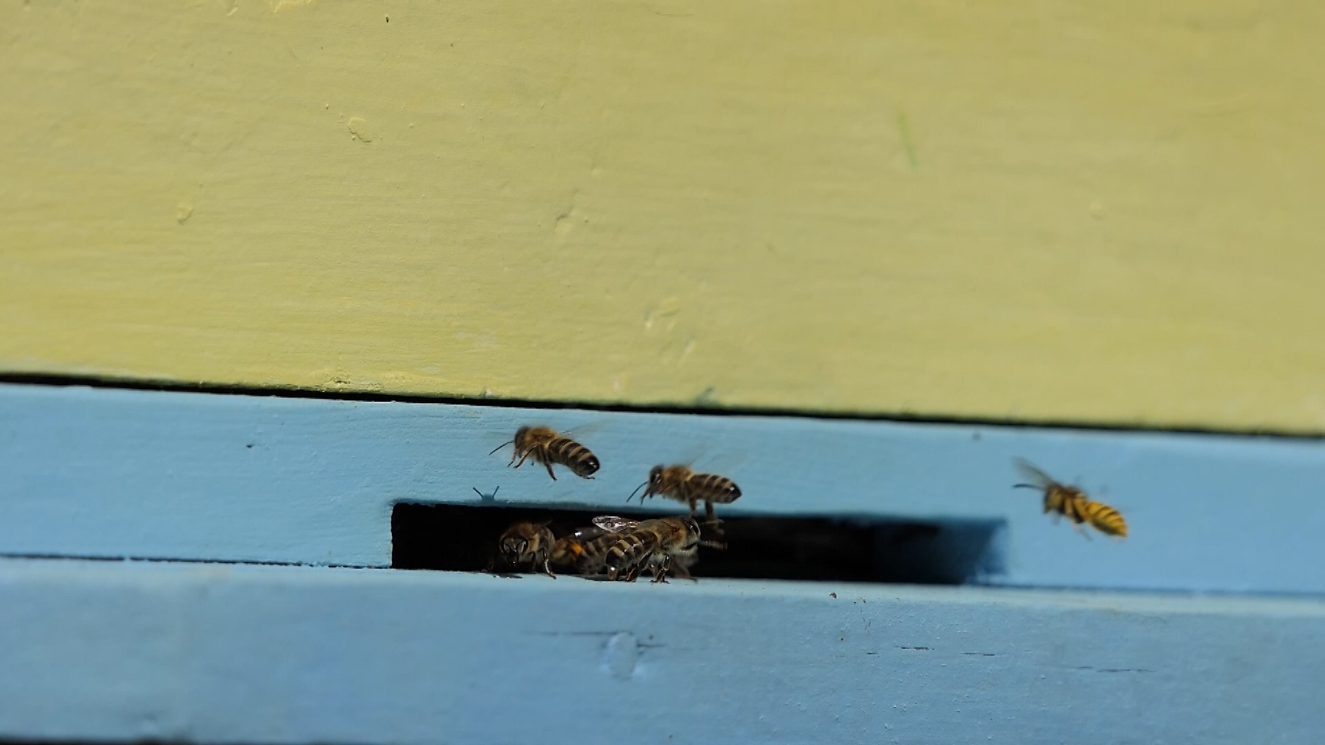 Subotički pčelari apeluju na ratare i voćare
