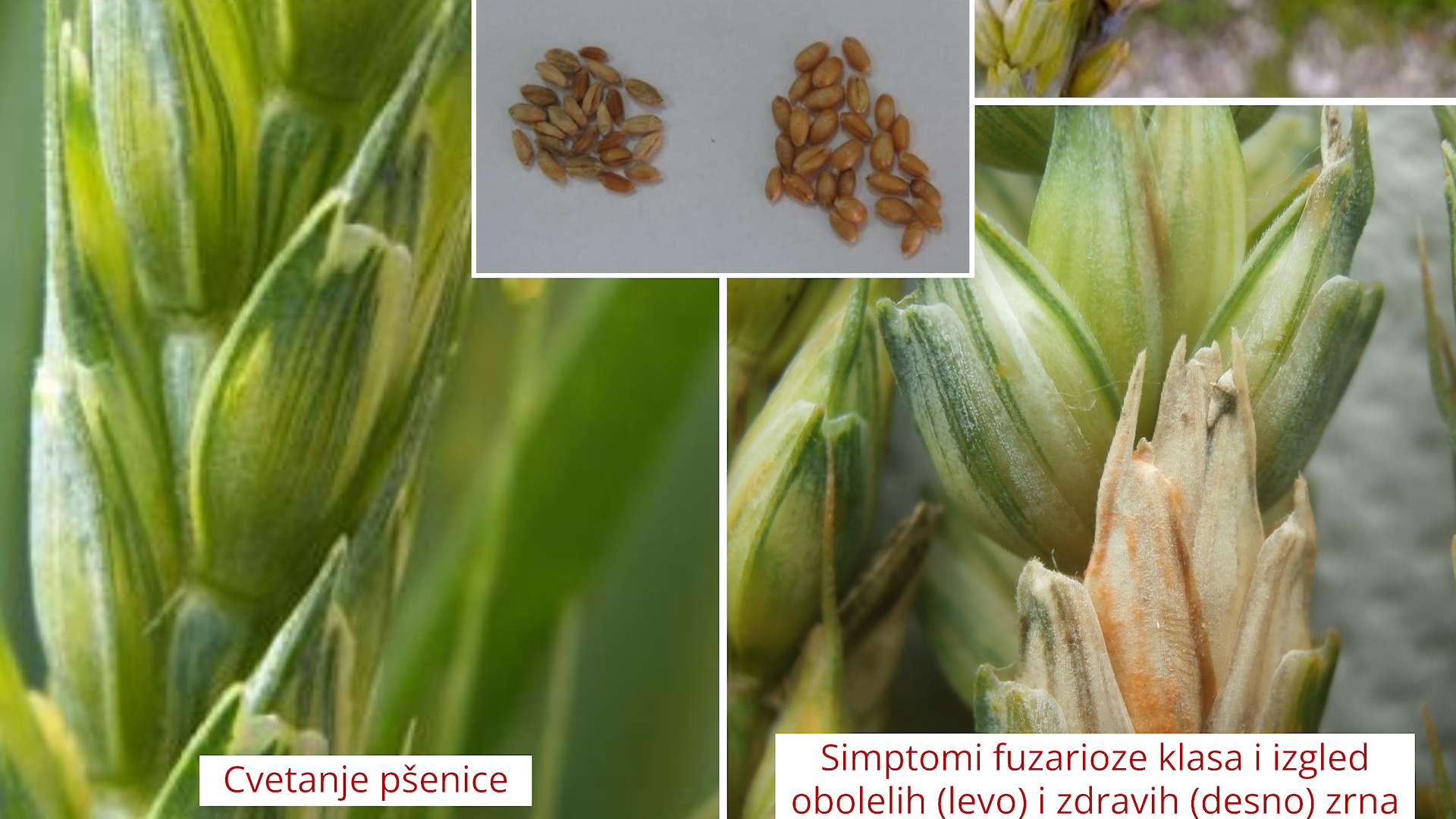 Opasnost od fuzarioze: Pšenica u osetljivoj fazi cvetanja