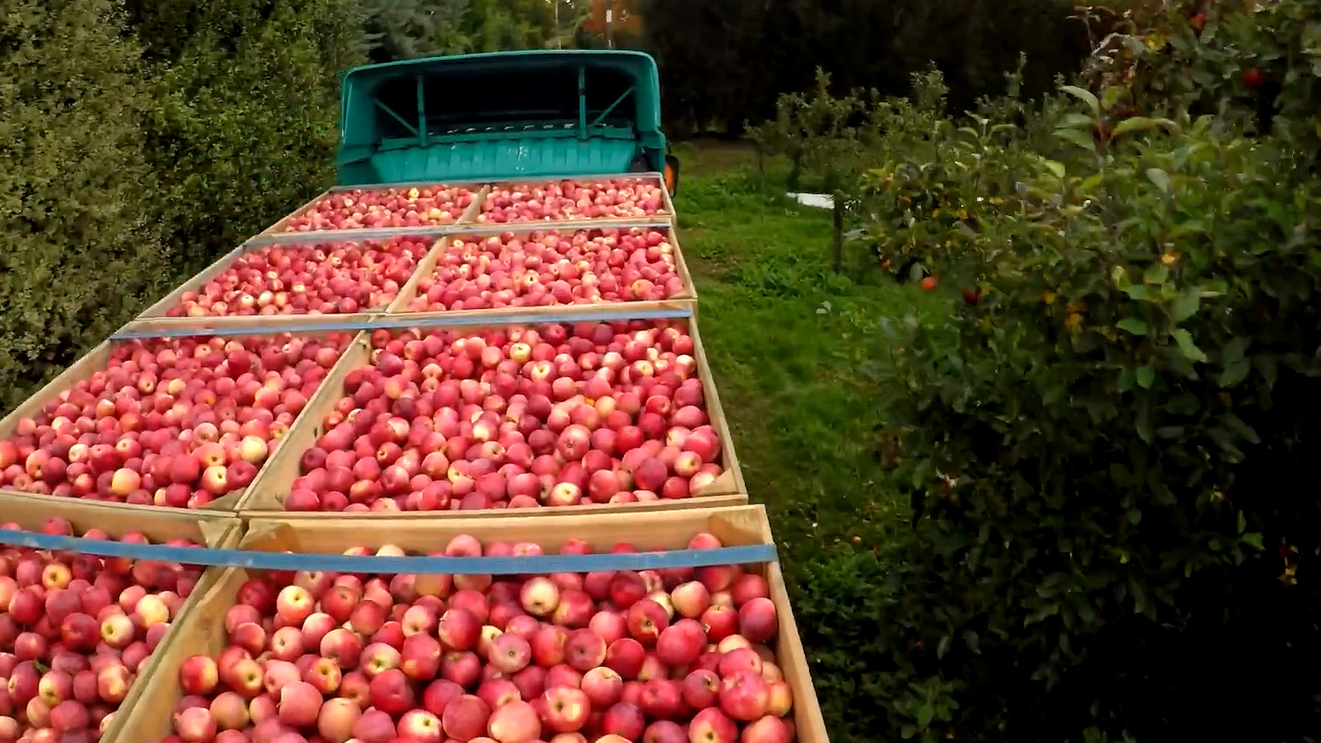 Ukrajina obara cene jabuka, ali kvalitet ne može da se poredi sa voćem iz Srbije