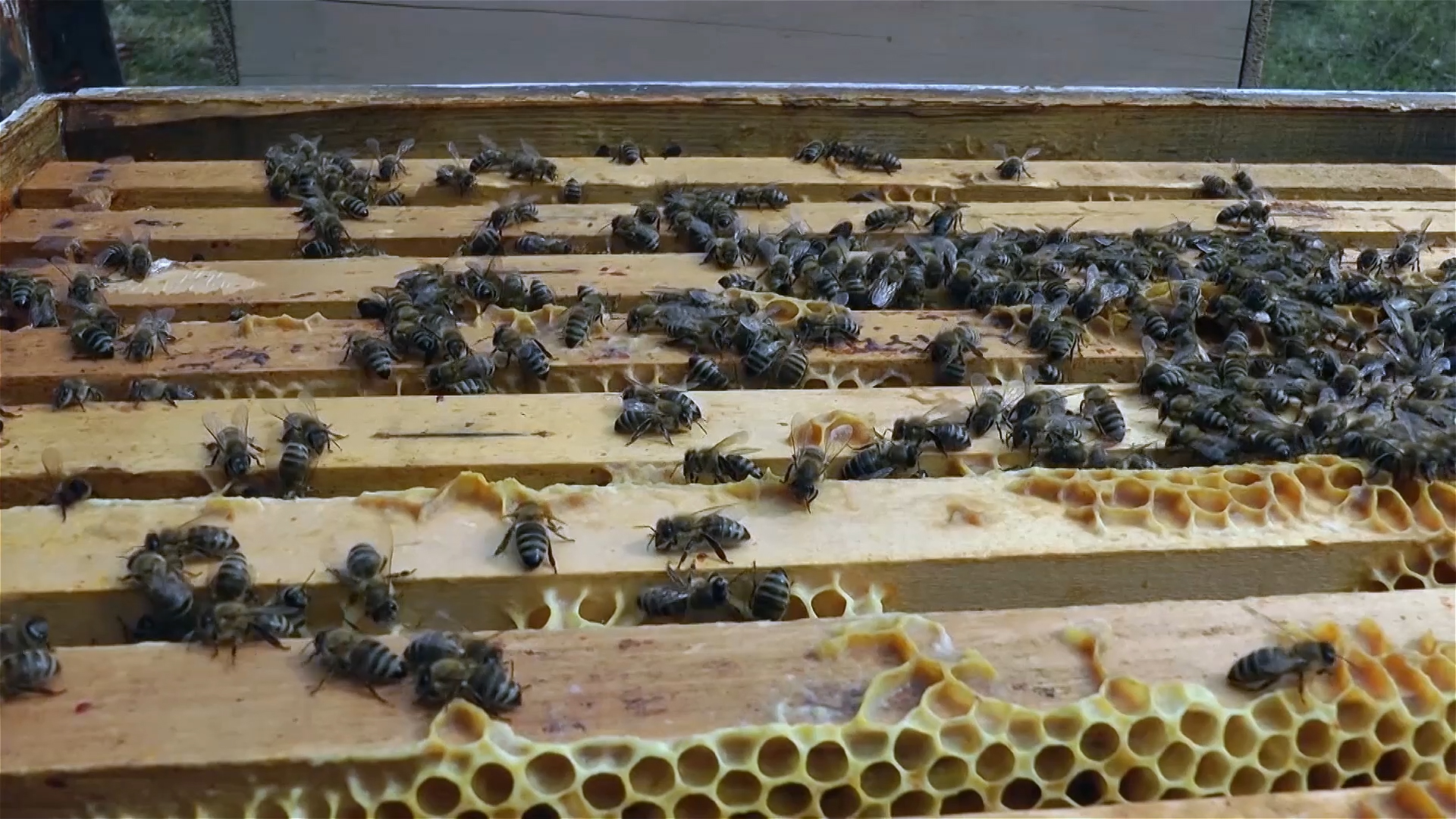 Puno posla za pčelare