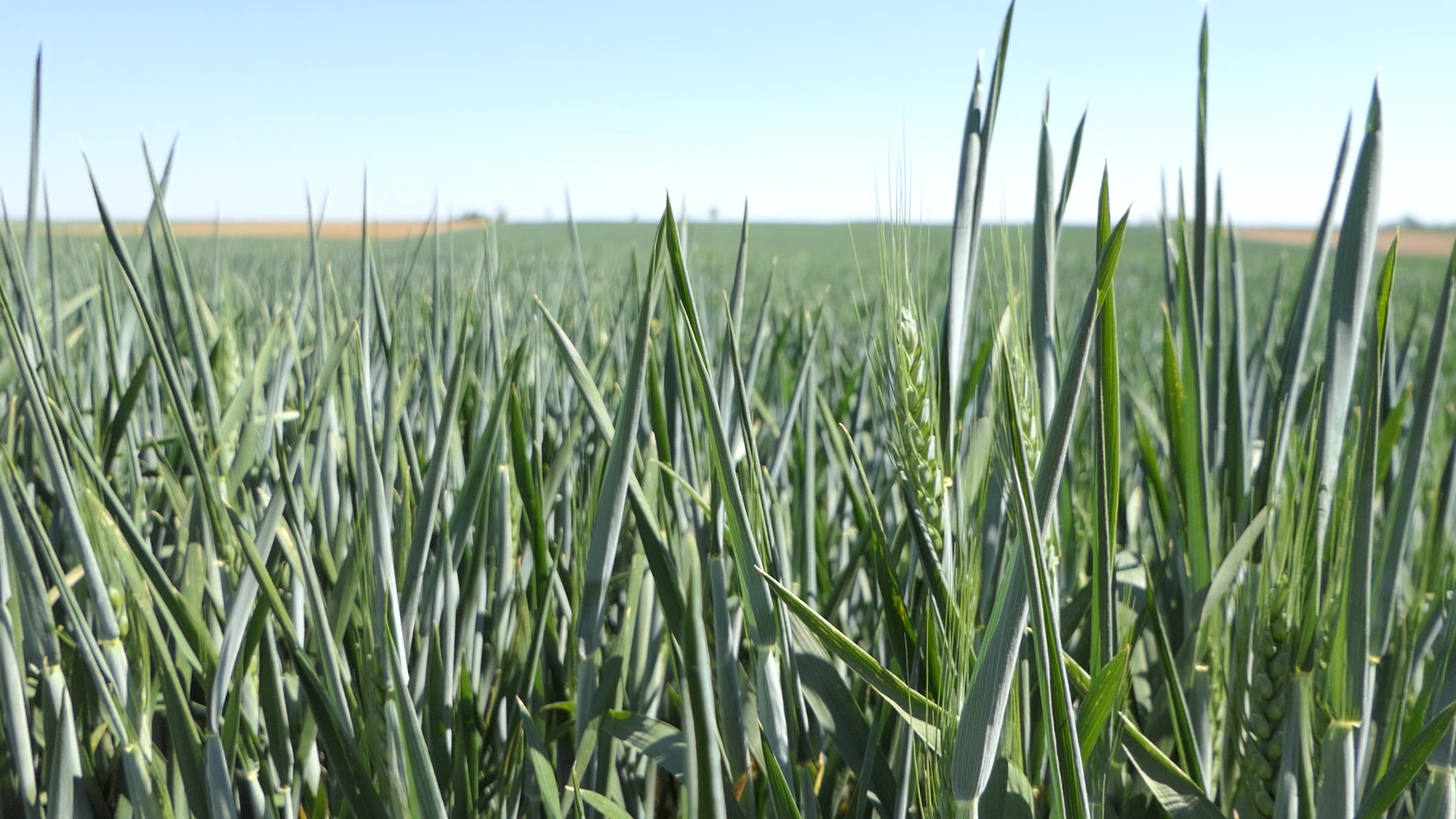 Kakve će biti posledice ranog klasanja pšenice?