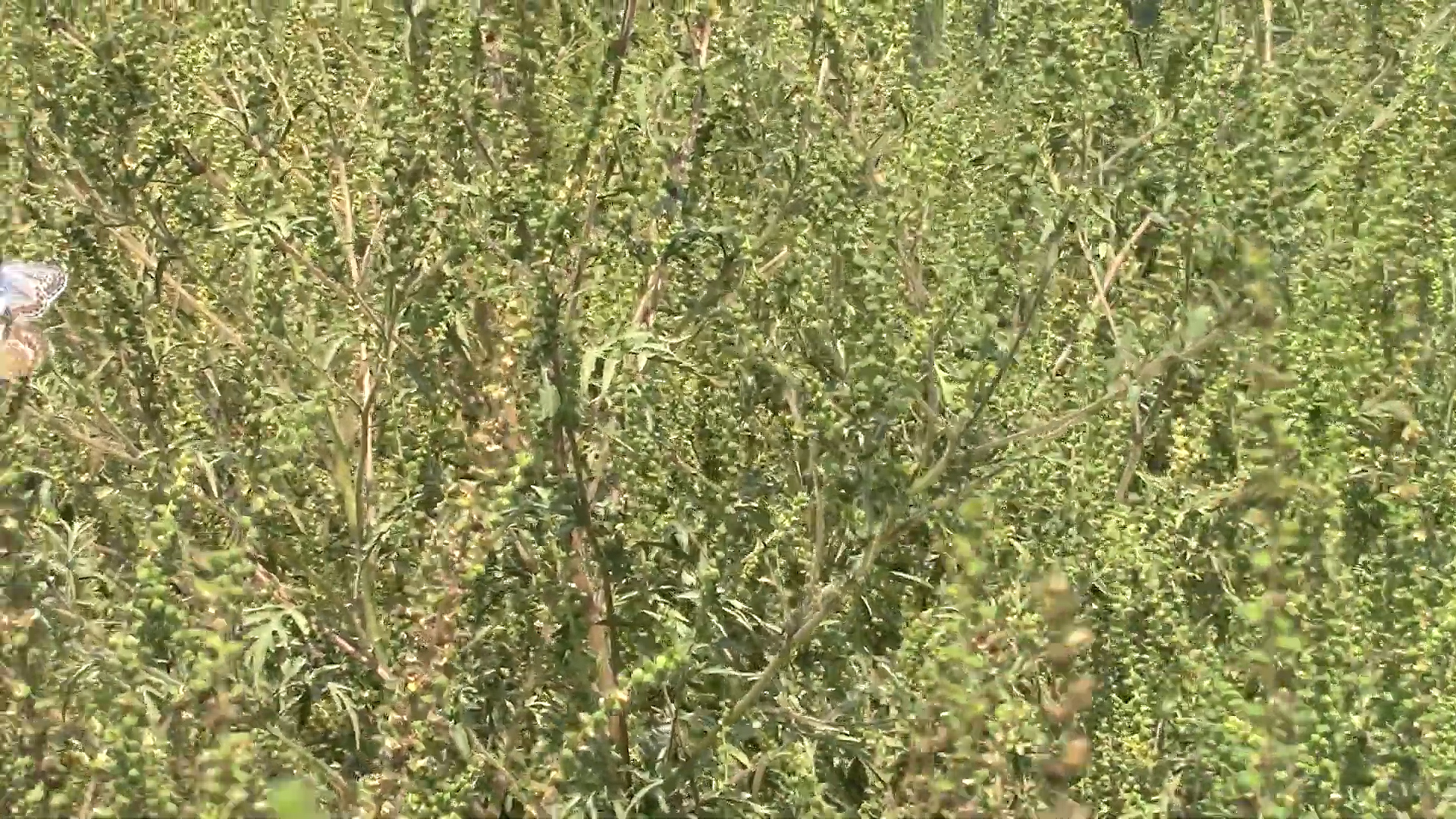 Klimatske promene utiču na povećanje brojnosti štetočina i dolazak novih vrsta